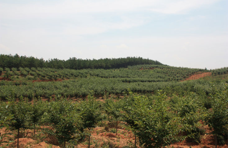 安徽宿松苗木基地 安徽宿松苗木基地